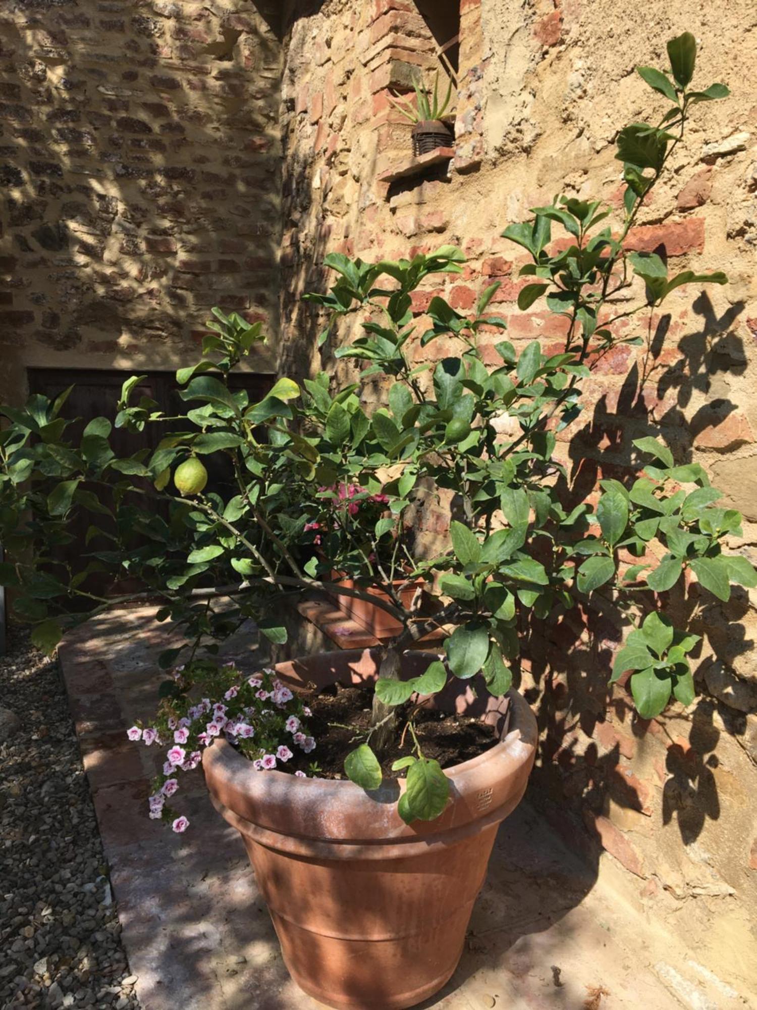 Agli Olivi Di Marciano Apartamento Siena Exterior foto