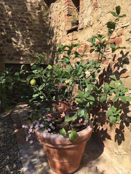 Agli Olivi Di Marciano Apartamento Siena Exterior foto